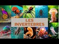 Secrets Des Invertébrés Comment Ces Créatures Peuvent Révéler L Équilibre De La Nature
