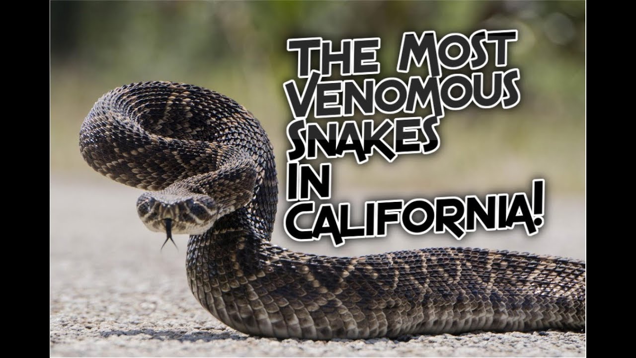 What Are The Most Venomous Snakes In California?