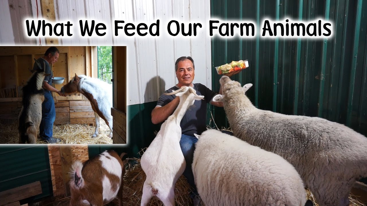Feeding Farm Animals - YouTube