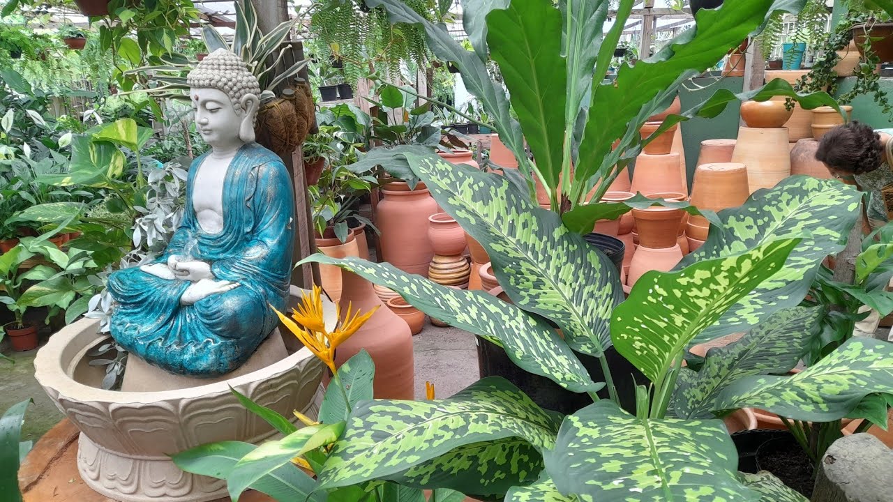 UMA CHÁCARA ENCANTADORA🤩 MAIS UM VÍDEO DA SÉRIE PREÇOS DE PLANTAS NO AMAZONAS 😍🤗