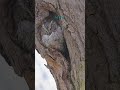 The Barn Owl's Ears Are in Different Places on Its Skull — On Purpose
