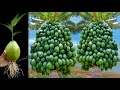 Unique Technique: For Grafting Coconut And Watermelon Using Eggs / Growing faster and Has Many Fruit