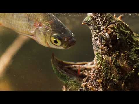 Untamed Wilderness: NYT Explores The Southern US Swamps
