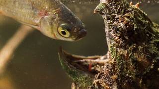 The Elusive Swamp Monsters Of Louisiana Our World