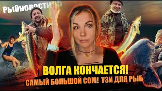 РЫБНОВОСТИ#5 ОСЕТРОВАЯ БУХТА, СОМ 150КГ😲!!! ВОЛГА ПЕРЕСЫХАЕТ, РЫБА СНОВА УБИЛА ЧЕЛОВЕКА!