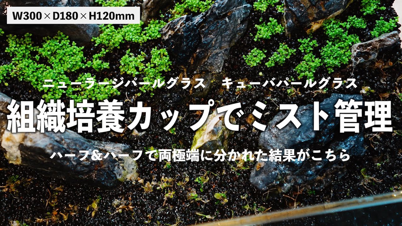 【水草ミスト管理】水草の調子が悪くても最後までミスト式を頑張ったらやっぱりこうなりました。#aquarium #水草水槽 #ミスト管理#ミスト式