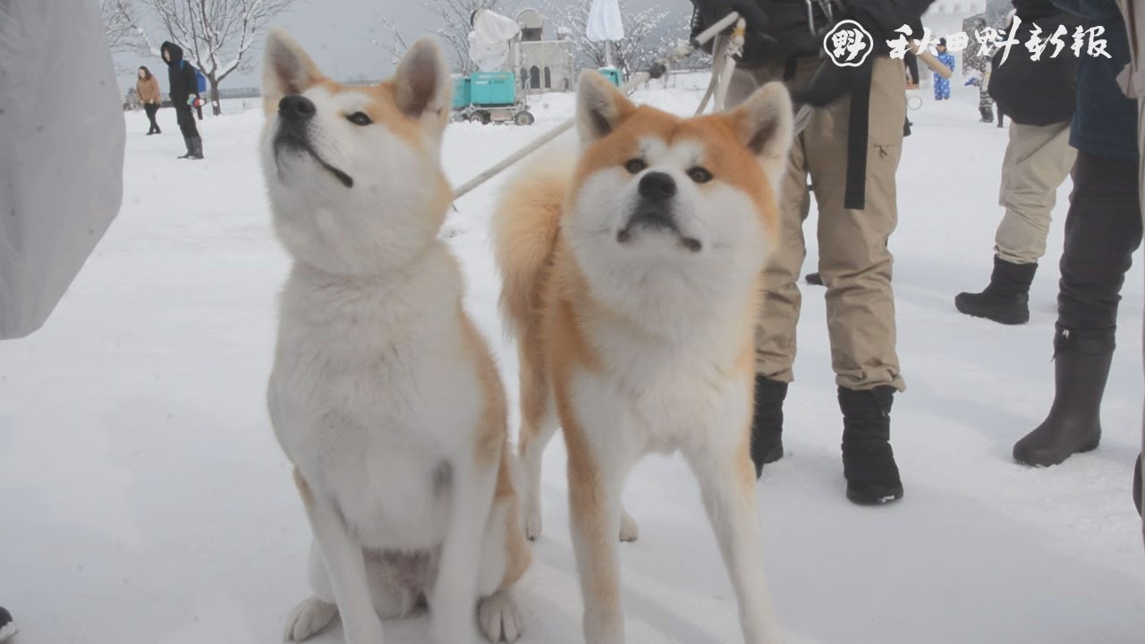数日の降雪で雪国情緒に 犬っこまつり開幕 湯沢 Youtube