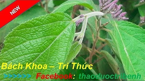 Tác dụng  của cây An Xoa - Thần dược chữa trị bệnh gan