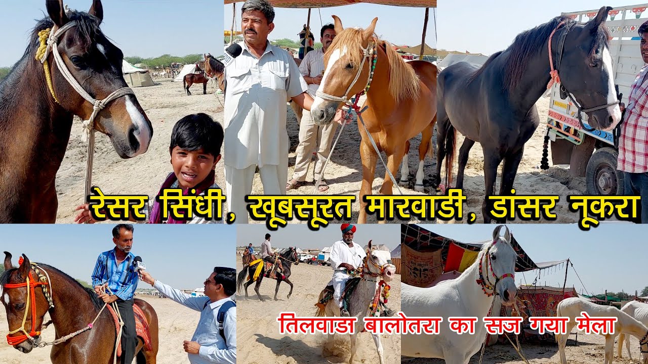 तिलवाड़ा बालोतरा पशु मेला में घोड़ों के मोलभाव का खुलासा ? लूणी नदी के तल में सजा Horse Market 2025