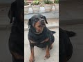 #funny #rottweiler #dogloversdog