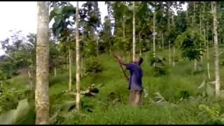 Vunidawa  teak tree pruning