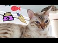 My bengal cat daily routine meow