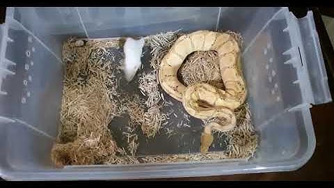 Banana ball python live feeding