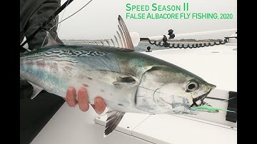 Speed Season II - False Albacore Fly Fishing, 2020.