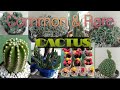 Common  rare cactus collection