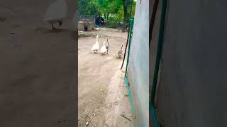 #duckybhai #viral #cute