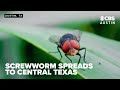New World screwworm found in Texas Hill Country goat, raising total detections to five