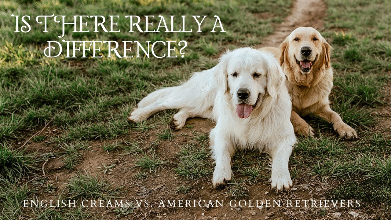 English Cream vs American Golden Retrievers – What’s the REAL Difference?