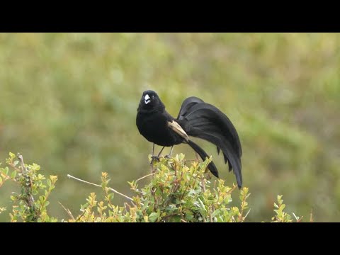 Jackson's Widowbird in Kenya