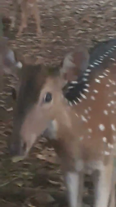 Rusa Totol Di penangkaran#shorts