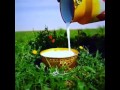 روح البداوه