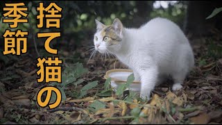 雨の中の安否確認