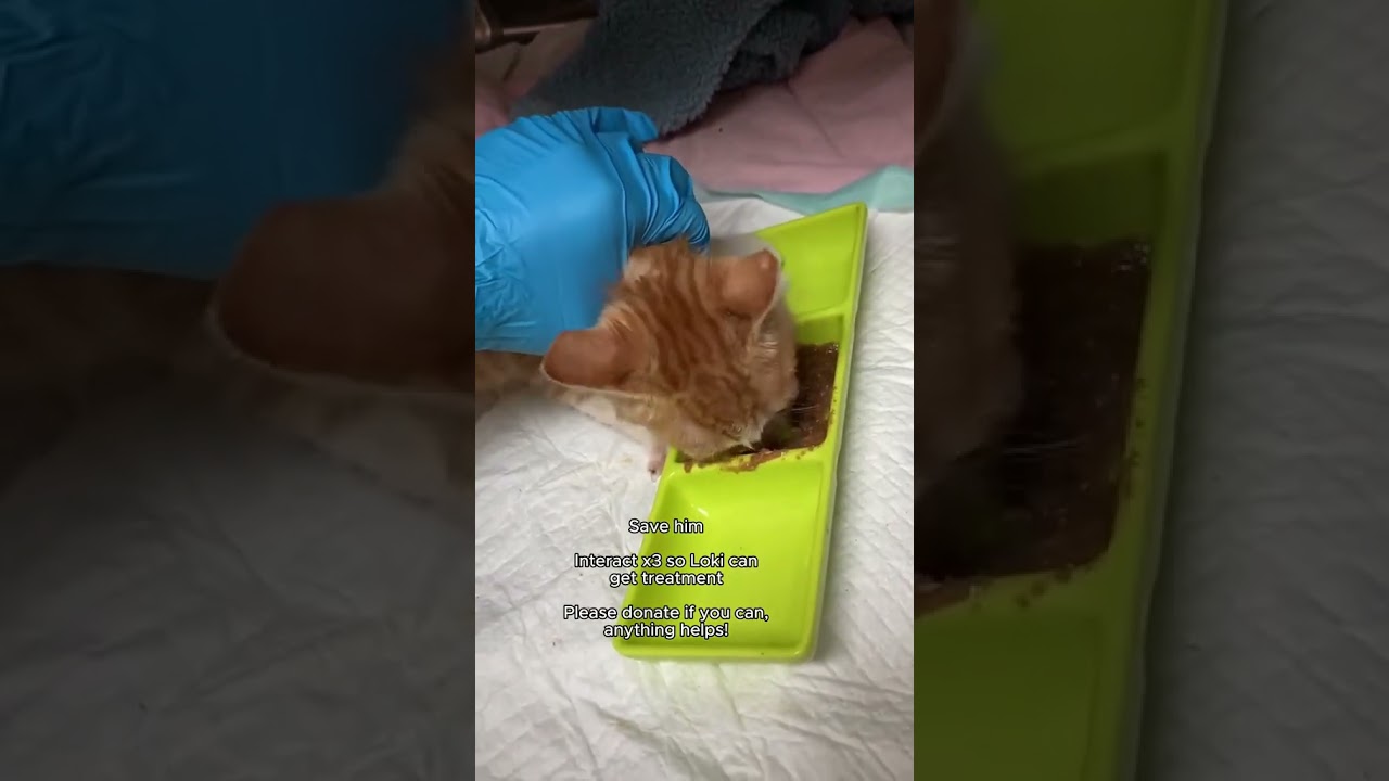 His fundraiser is linked in our bio. Small donations matter. Kindness matters ♥️ 