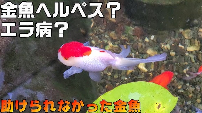 エラ病 金魚ヘルペス 消化不良 金魚の病気治療に失敗し助けることができませんでした Youtube