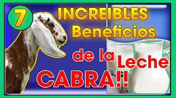 ¿A qué sabe la leche de cabra?