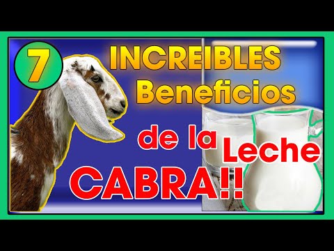 Esto es lo que puede hacer la leche de cabra por tu salud