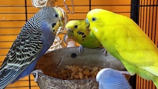 7 hours of budgie sounds for relaxation