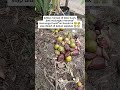 Buah-buahan yang sudah busuk dapat dijadikan pupuk kompos. #compost #urbangardening #buah #kebunmini