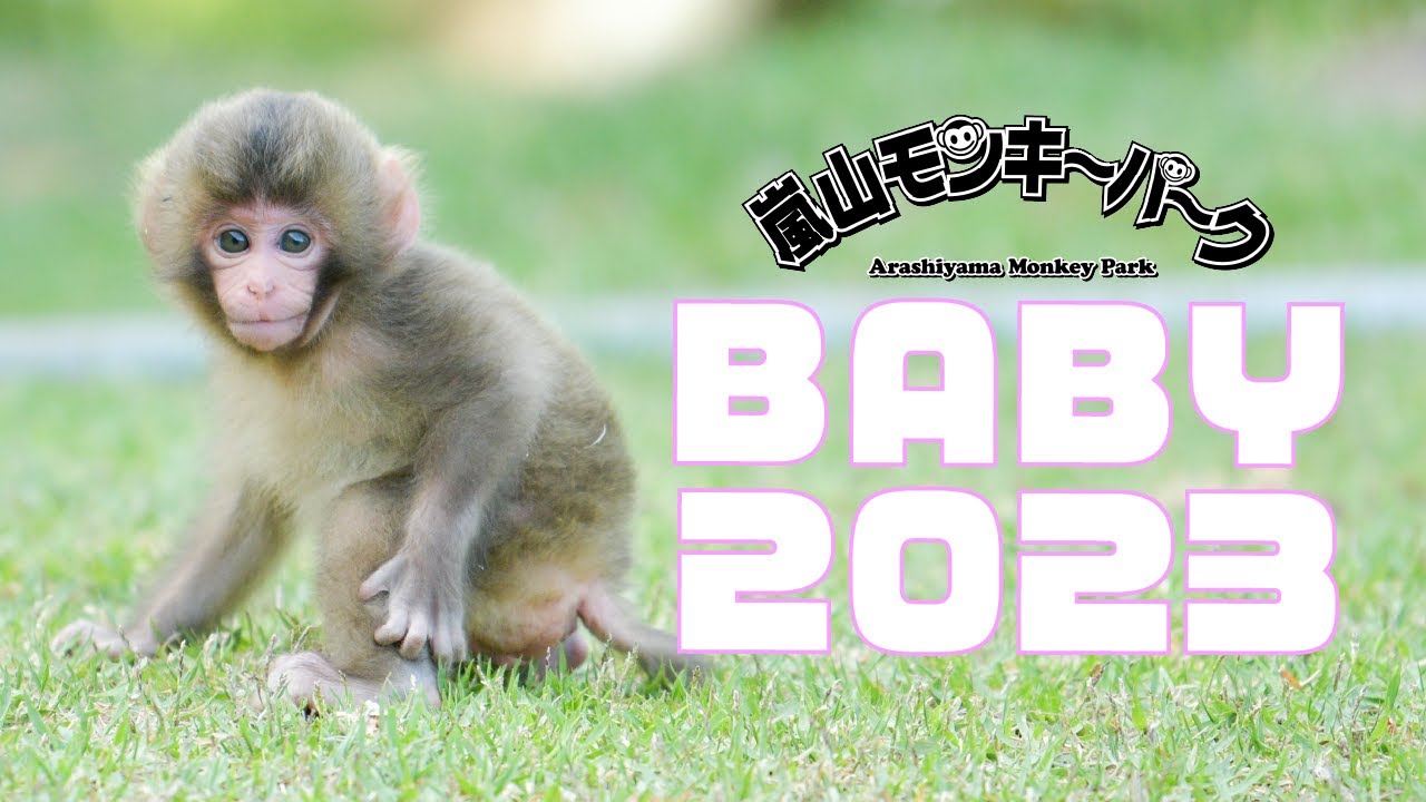 Baby Three AI 800% レア目 モンキー さるちゃん Baby Three AI 800