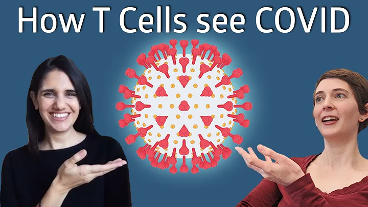 Do T cells show up on CBC? (2023)