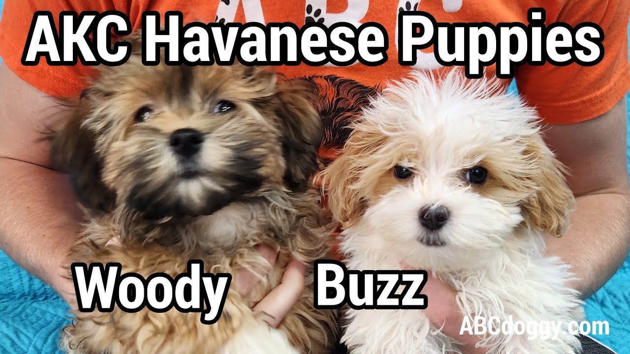 AKC Havanese Puppies * Buzz & Woody * ABCdoggy.com 2025