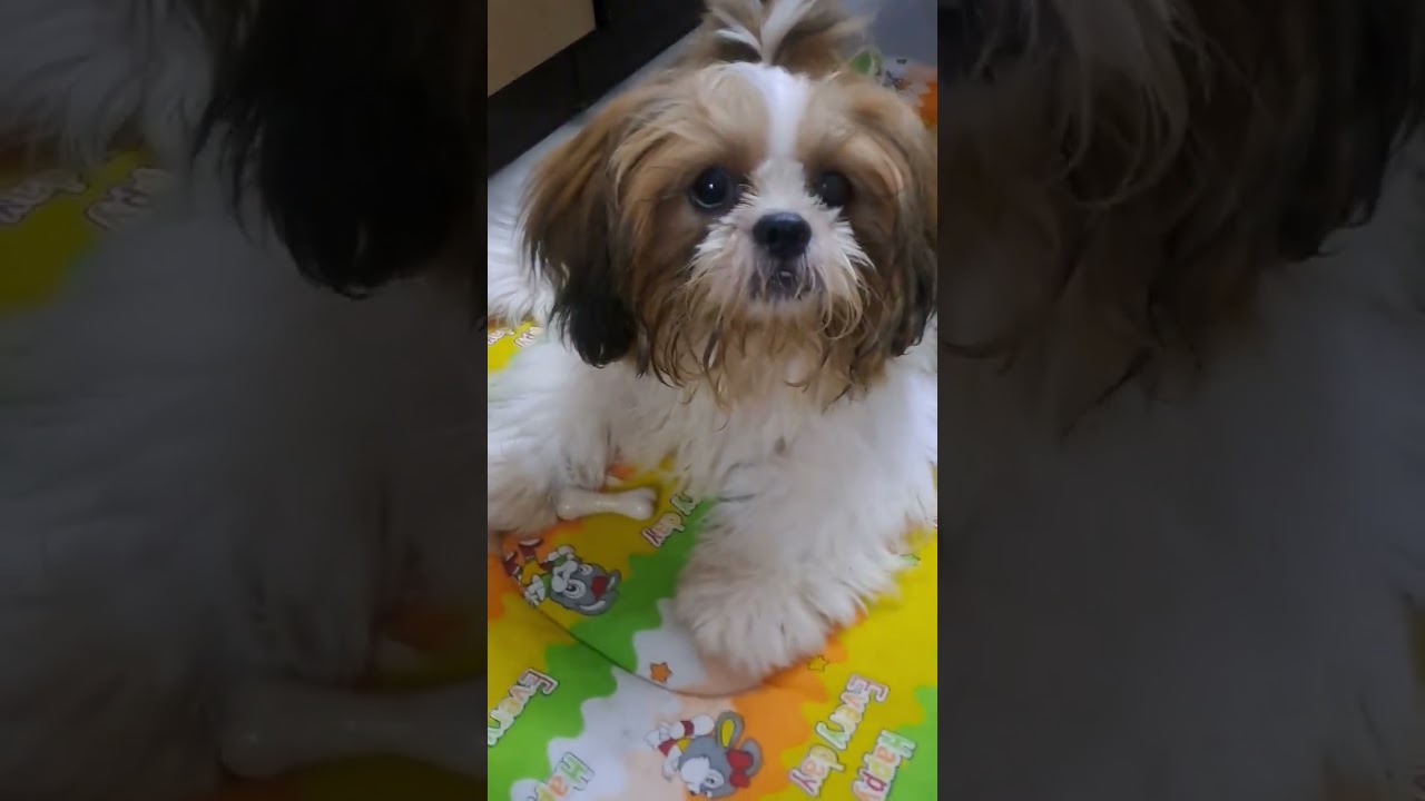 🤣🤣🤟🤟mastikhor batfi🤟🤟🤟