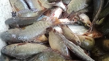 Khủng khiếp cá rô vùng biên giới   cá dính gỡ mõi tay##