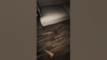 Arachnophobia Spider Shorts 