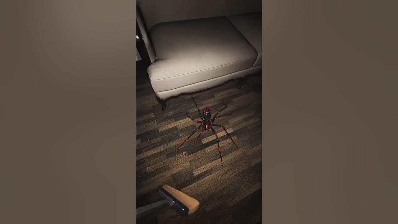 Arachnophobia #spider #shorts