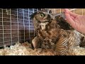 Rescuing a Great Horned Owl