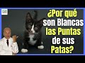 PIEBALDISMO 🐱 ¿PORQUE MI GATO NEGRO TIENE LAS PUNTAS DE LAS PATAS BLANCAS?