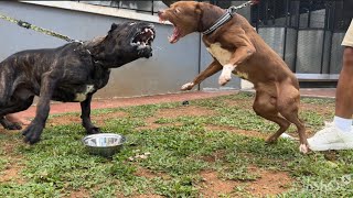 KING FLOKI VS CANE CORSO ‼ SIAPAKAH P3MEN4NGNYA ?