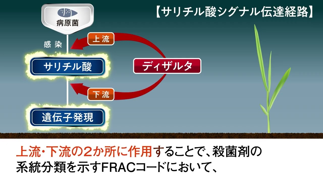 エクスロットル箱粒剤│水稲／殺虫・殺菌剤│農薬製品│クミアイ化学