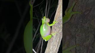 Download Lagu Sound Of Frog. Bunyi Katak. Suara Kodok #shorts #frog #feedshorts #suarakodok MP3