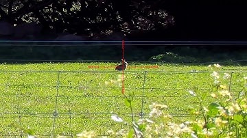 Rabbit hunting, Pard NV008, 17hmr, 20gr XTP, Pest control.