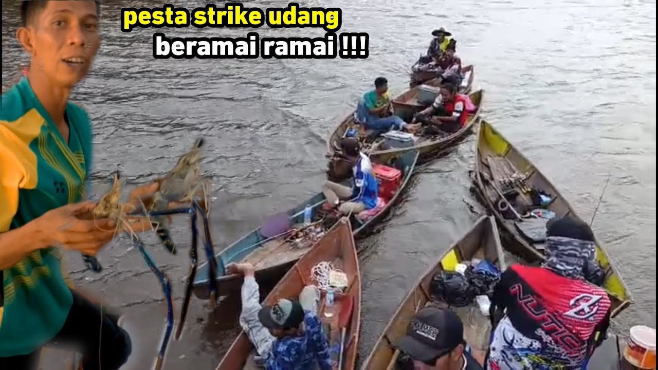 Seru sekali mancing udang galah beramai-ramai di sungai Kayong, pesta strike udang galah!!