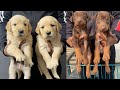German shepherd puppy  golden retriever puppy panjab dog breeder 7508699511