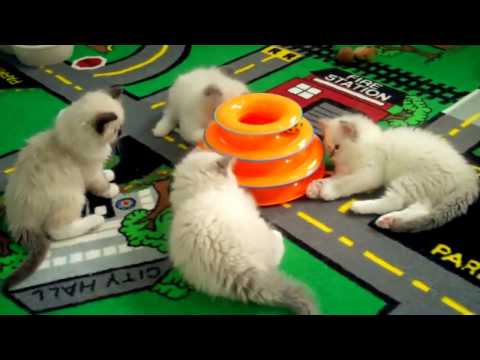 PETSTAGES ИГРУШКА ДЛЯ КОШЕК 'ТРЕК' 3 ЭТАЖА