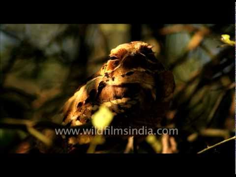 Large-tailed Nightjar