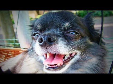 sneezing-dogs-🐶-cute-and-funny-sneezing-dogs-(part-1)-[funny-pets]